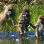 Wonderful World Uplifting Nature Video Image