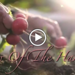 The Law Of The Harvest Video Image