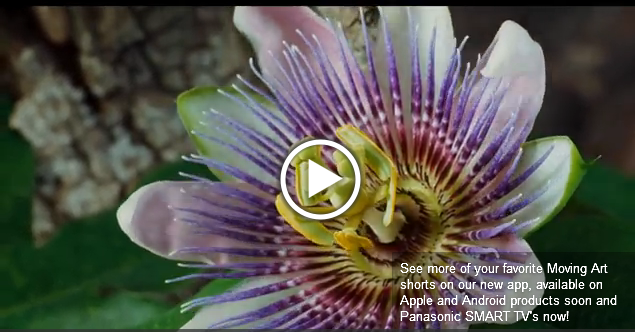 Beauty Of Pollination Moving Art